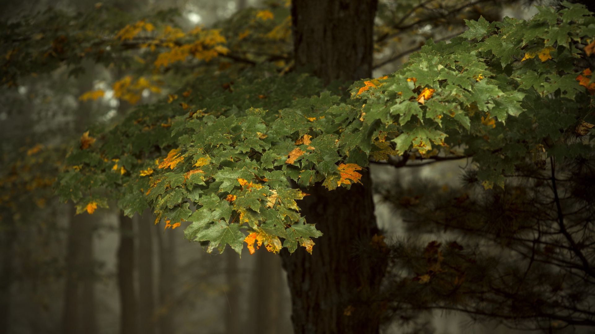 A canopy of maple leaves on a foggy autumn morning in Pennsylvania